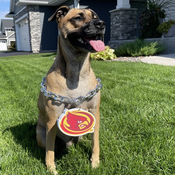 I-State Pet Fan Chain